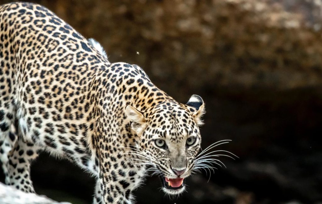 Jawai Leopard