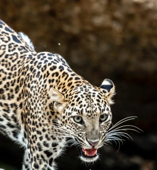 Jawai Leopard